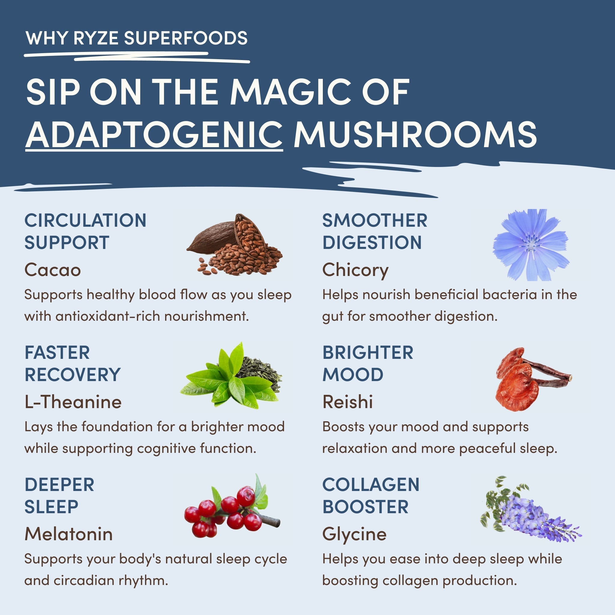 Mushroom Hot Cocoa (20 servings) - The Modern Cup